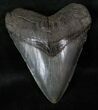 Fossil Megalodon Tooth - South Carolina #13386-1